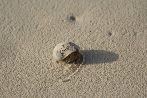 Cangrejo ermitaño en la arena